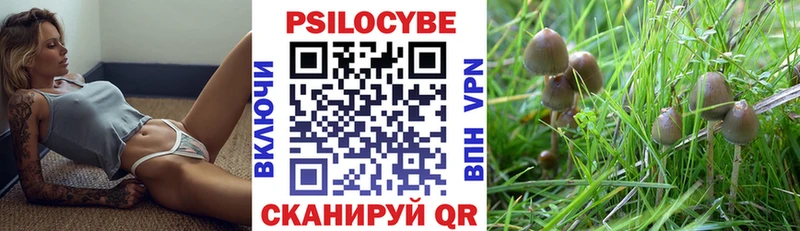 наркота  Буй  Псилоцибиновые грибы Psilocybe 